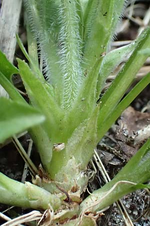 Viola riviniana \ Hain-Veilchen / Common Dog Violet, D Schwetzingen 3.4.2020