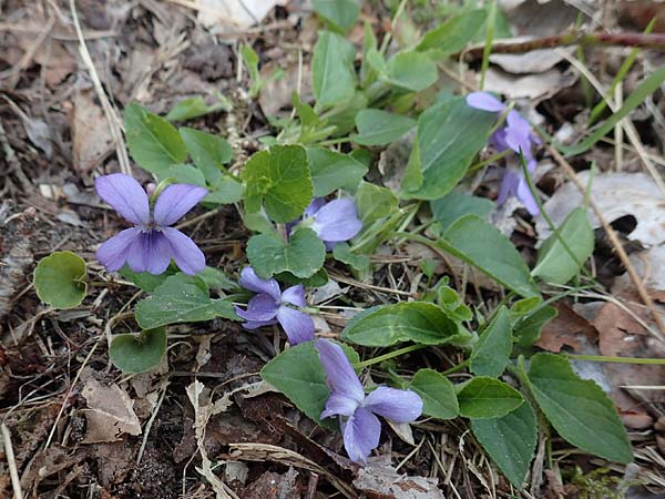 Viola riviniana \ Hain-Veilchen / Common Dog Violet, D Schwetzingen 3.4.2020