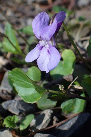 Viola reichenbachiana, Wald-Veilchen