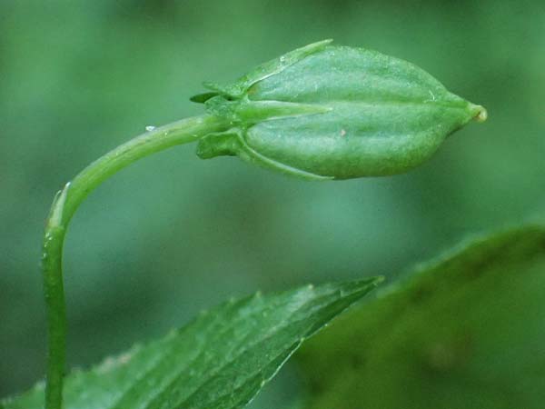 Viola reichenbachiana \ Wald-Veilchen / Early Dog Violet, D Bad K&ouml;nig 20.7.2024