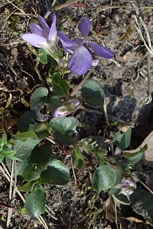Viola rupestris \ Sand-Veilchen / Teesdale Violet, D Mannheim 4.4.2025