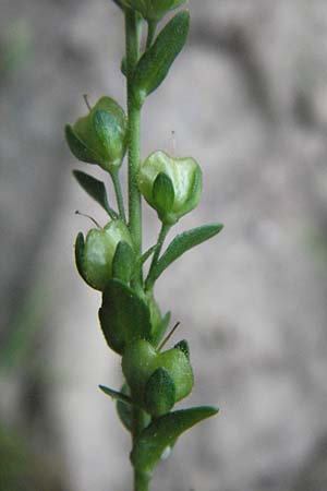 Veronica serpyllifolia \ Quendelbl�ttriger Ehrenpreis, Thymian-Ehrenpreis / Thyme-Leaved Speedwell, D Odenwald, Unterabtsteinach 4.5.2007