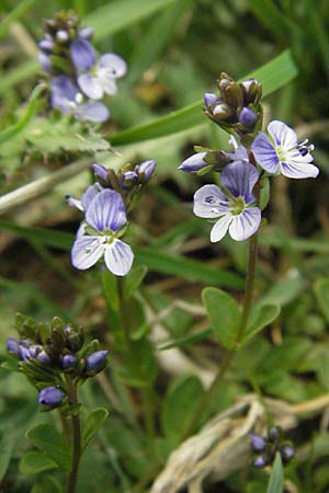 Veronica serpyllifolia \ Quendelbl�ttriger Ehrenpreis, Thymian-Ehrenpreis / Thyme-Leaved Speedwell, D Schwarzwald/Black-Forest, Feldberg 18.5.2007