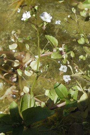 Veronica scardica \ Balkan-Ehrenpreis, Serpentin-Ehrenpreis / Balkan Speedwell, D Botan. Gar.  Universit.  Mainz 4.8.2007