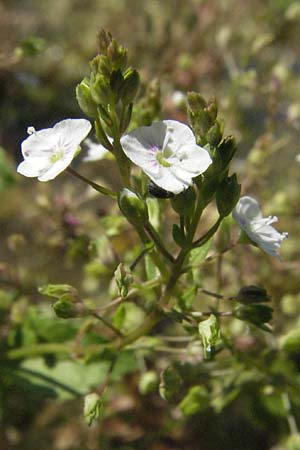 Veronica scardica \ Balkan-Ehrenpreis, Serpentin-Ehrenpreis / Balkan Speedwell, D Botan. Gar.  Universit.  Mainz 4.8.2007