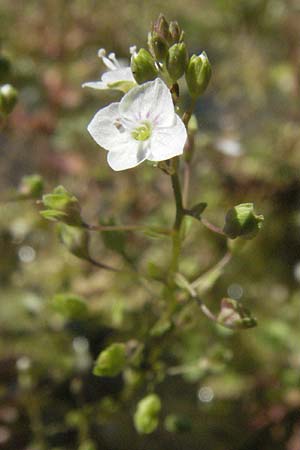 Veronica scardica \ Balkan-Ehrenpreis, Serpentin-Ehrenpreis / Balkan Speedwell, D Botan. Gar.  Universit.  Mainz 4.8.2007