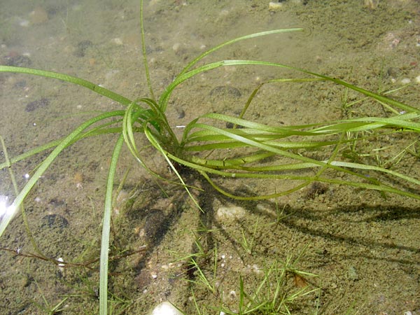 Vallisneria spiralis \ Wasserschraube / Tape Grass, D Rheinstetten-Silberstreifen 31.7.2008