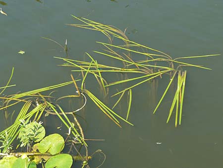 Vallisneria spiralis \ Wasserschraube / Tape Grass, D Runkel an der Lahn 1.8.2015