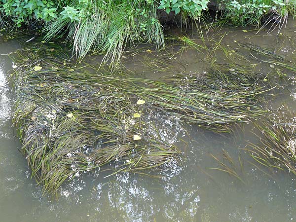 Vallisneria spiralis \ Wasserschraube / Tape Grass, D Grevenbroich 5.9.2021