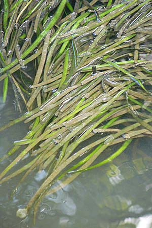 Vallisneria spiralis \ Wasserschraube / Tape Grass, D Grevenbroich 5.9.2021