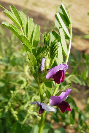 Vicia sativa var. sativa \ Saat-Wicke, Echte Futter-Wicke / Common Vetch, D Sinsheim 15.5.2015