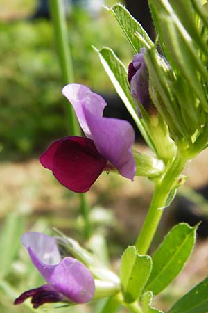 Vicia sativa var. sativa \ Saat-Wicke, Echte Futter-Wicke / Common Vetch, D Sinsheim 15.5.2015
