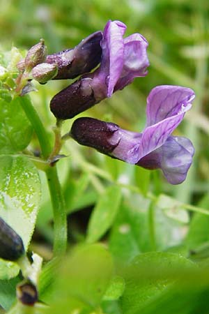 Vicia sepium \ Zaun-Wicke / Bush Vetch, D Lohr am Main 1.6.2015