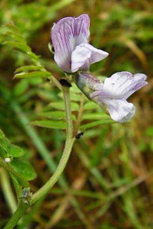 Vicia sepium \ Zaun-Wicke / Bush Vetch, D Lohr am Main 1.6.2015