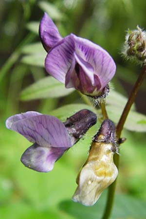 Vicia sepium \ Zaun-Wicke / Bush Vetch, D Lohr am Main 1.6.2015