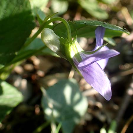 Viola riviniana \ Hain-Veilchen / Common Dog Violet, D Kressbronn 7.5.2016