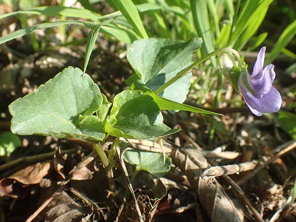 Viola riviniana \ Hain-Veilchen / Common Dog Violet, D Kressbronn 7.5.2016