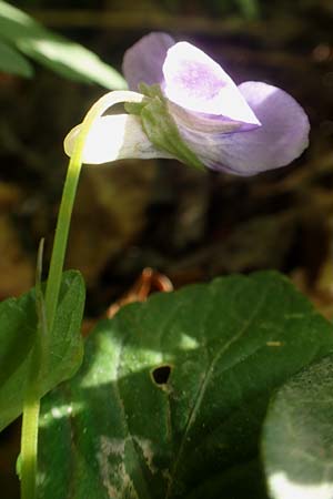 Viola riviniana \ Hain-Veilchen / Common Dog Violet, D Kressbronn 7.5.2016