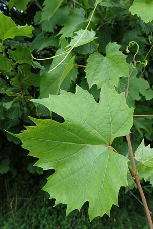 Vitis sylvestris ? \ Wilde Weinrebe / Grape Vine, D Waibstadt 5.7.2017