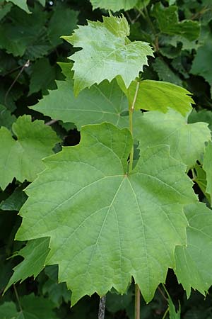 Vitis sylvestris ? \ Wilde Weinrebe / Grape Vine, D Waibstadt 5.7.2017