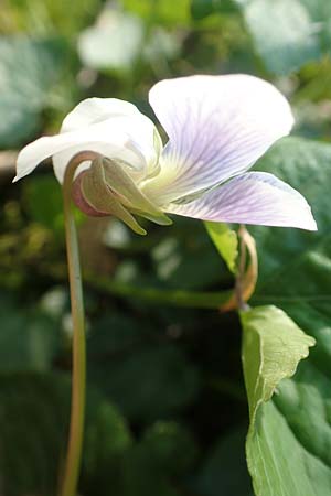 Viola suavis \ Blau-Veilchen, Duftendes Veilchen / Russian Violet, D Frankfurt-Niederrad 21.4.2019
