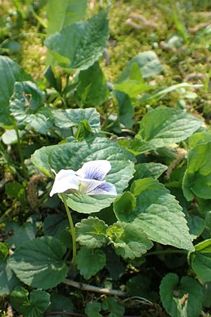 Viola suavis \ Blau-Veilchen, Duftendes Veilchen / Russian Violet, D Frankfurt-Niederrad 21.4.2019