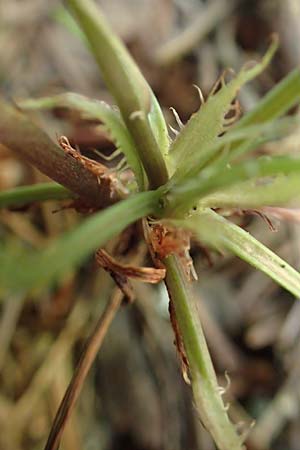 Viola alba subsp. scotophylla \ Lilasporniges Wei&szlig;-Veilchen / Dark-Leaved White Violet, D Kressbronn 1.5.2019