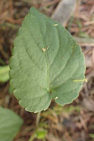 Viola alba subsp. scotophylla \ Lilasporniges Wei&szlig;-Veilchen / Dark-Leaved White Violet, D Kressbronn 1.5.2019