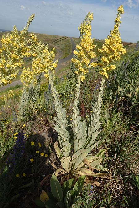 Verbascum speciosum \ Pracht-K�nigskerze / Hungarian Mullein, D Herne 14.6.2019