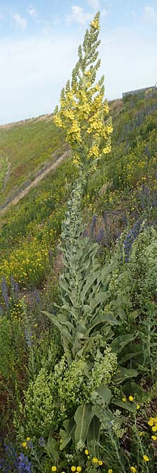 Verbascum speciosum \ Pracht-K�nigskerze / Hungarian Mullein, D Herne 14.6.2019