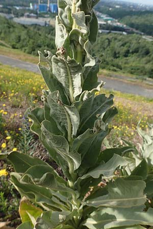 Verbascum speciosum \ Pracht-K�nigskerze / Hungarian Mullein, D Herne 14.6.2019