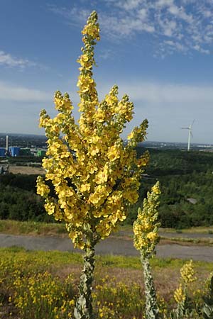 Verbascum speciosum \ Pracht-K�nigskerze / Hungarian Mullein, D Herne 14.6.2019