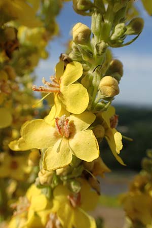Verbascum speciosum \ Pracht-K�nigskerze / Hungarian Mullein, D Herne 14.6.2019