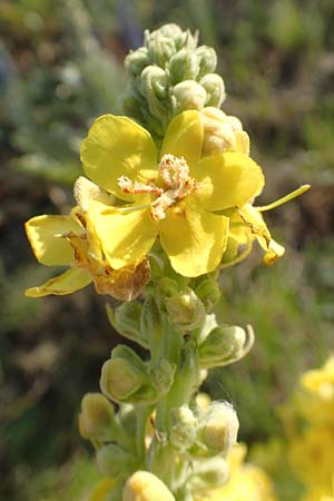 Verbascum speciosum \ Pracht-K�nigskerze / Hungarian Mullein, D Herne 14.6.2019