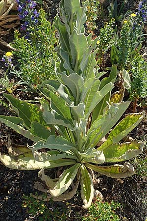 Verbascum speciosum \ Pracht-K�nigskerze / Hungarian Mullein, D Herne 14.6.2019