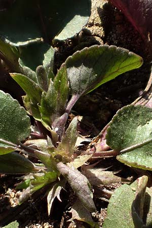 Viola rupestris \ Sand-Veilchen / Teesdale Violet, D Schwetzingen 3.4.2020