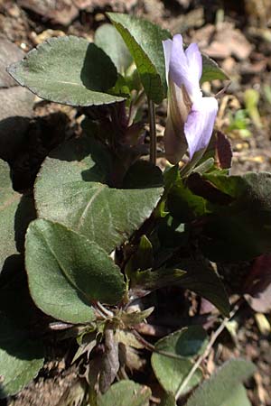 Viola rupestris \ Sand-Veilchen / Teesdale Violet, D Schwetzingen 3.4.2020