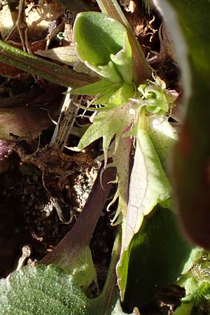 Viola rupestris \ Sand-Veilchen / Teesdale Violet, D Schwetzingen 3.4.2020