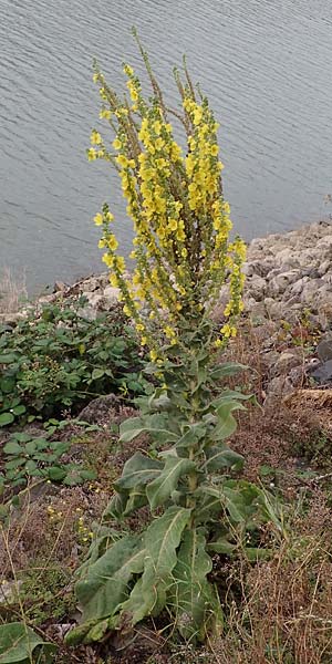 Verbascum speciosum \ Pracht-K�nigskerze / Hungarian Mullein, D Mannheim 30.8.2021