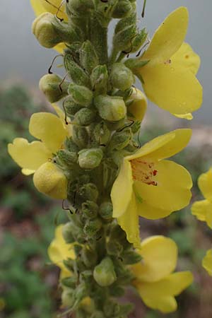 Verbascum speciosum \ Pracht-K�nigskerze / Hungarian Mullein, D Mannheim 30.8.2021