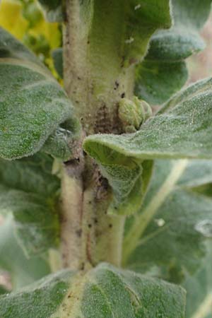 Verbascum speciosum \ Pracht-K�nigskerze / Hungarian Mullein, D Mannheim 30.8.2021