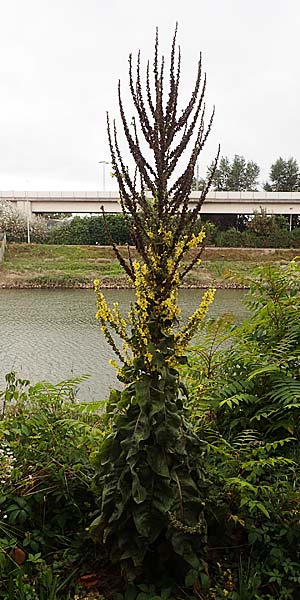 Verbascum speciosum \ Pracht-K�nigskerze / Hungarian Mullein, D Mannheim 30.8.2021