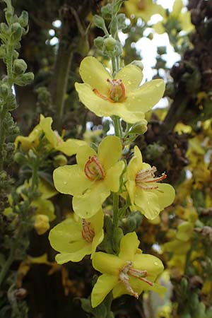 Verbascum speciosum \ Pracht-K�nigskerze / Hungarian Mullein, D Mannheim 30.8.2021