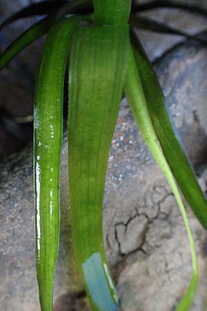 Vallisneria spiralis \ Wasserschraube / Tape Grass, D Grevenbroich 5.9.2021