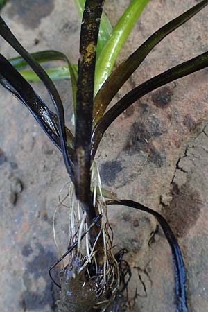 Vallisneria spiralis \ Wasserschraube / Tape Grass, D Grevenbroich 5.9.2021