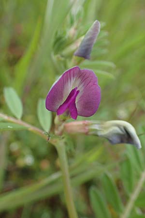 Vicia segetalis \ Korn-Wicke, Getreide-Wicke / Narrow-Leaved Common Vetch, D Mannheim 24.4.2022