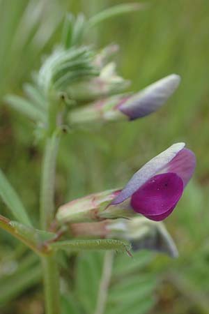 Vicia segetalis \ Korn-Wicke, Getreide-Wicke / Narrow-Leaved Common Vetch, D Mannheim 24.4.2022