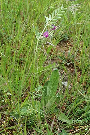Vicia segetalis \ Korn-Wicke, Getreide-Wicke / Narrow-Leaved Common Vetch, D Mannheim 24.4.2022