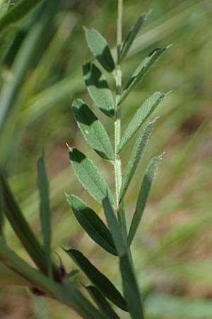 Vicia segetalis \ Korn-Wicke, Getreide-Wicke / Narrow-Leaved Common Vetch, D Hardheim 28.5.2022