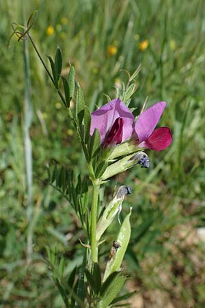 Vicia segetalis \ Korn-Wicke, Getreide-Wicke / Narrow-Leaved Common Vetch, D Hardheim 28.5.2022